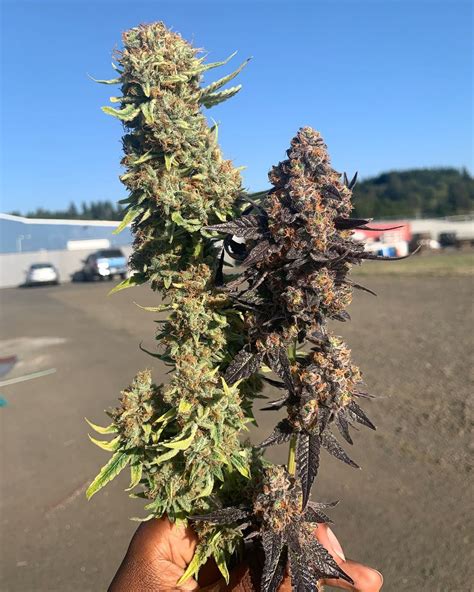 red hair sensimilla strain seeds|Sinsemilla